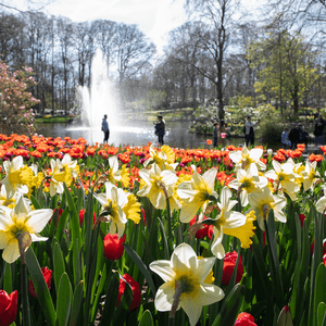 Keukenhof 2026 daffodils upclose 640x644