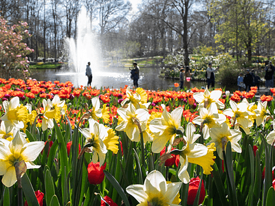 Keukenhof 2026 daffodils upclose 640x644