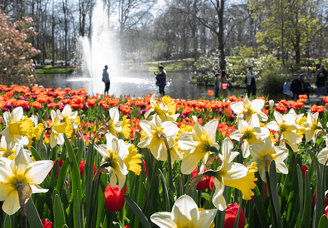 Keukenhof 2026 daffodils upclose 640x644