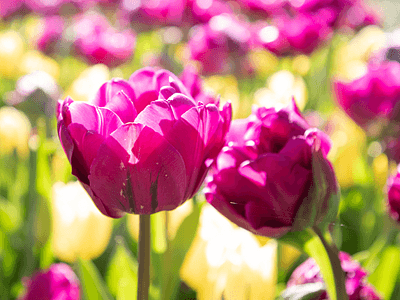 Keukenhof 2026 purple tulips close up 640x644