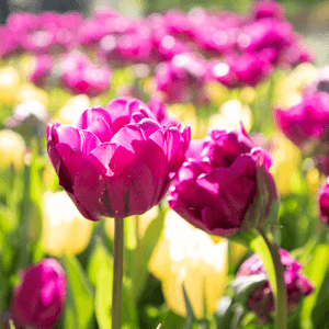 Keukenhof 2026 purple tulips close up 640x644